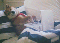 GIF: dog lying down typing on a laptop quickly
