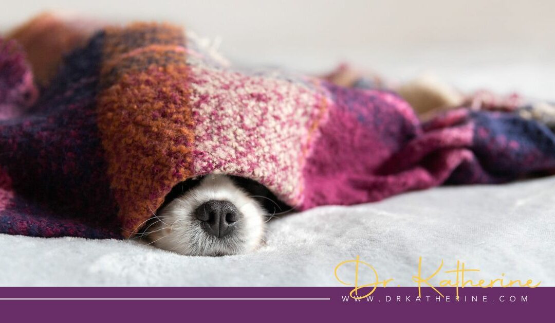 Afraid Of Conflict - Photo of a dog hiding under a blanket. A purple footer can be seen with the Dr. Katherine signature in yellow and www.drkatherine.com underneath that