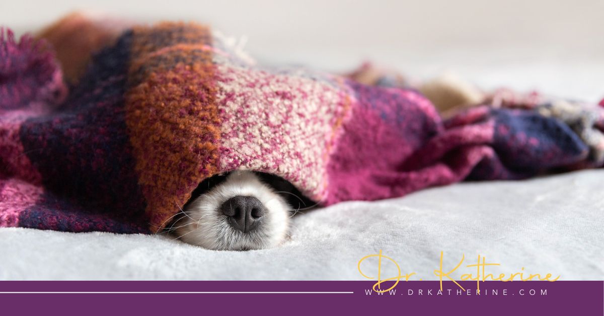 Photo of a dog hiding under a blanket. A purple footer can be seen with the Dr. Katherine signature in yellow and www.drkatherine.com underneath that