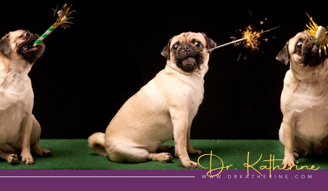 Its 7 Days Into The New Year's Resolutions - Photo of three pugs holding sparklers and party horns. A purple footer can be seen with the Dr. Katherine signature in yellow and www.drkatherine.com underneath that