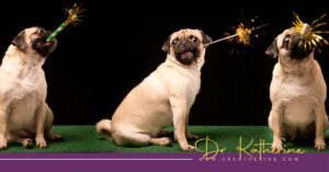 Photo of three pugs holding sparklers and party horns. A purple footer can be seen with the Dr. Katherine signature in yellow and www.drkatherine.com underneath that