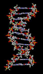 GIF: DNA revolving