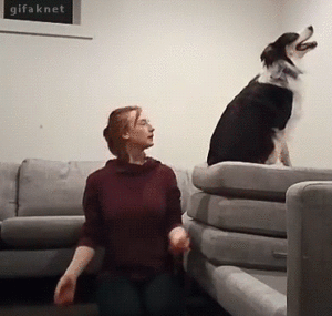 GIF: dog falling back and being caught by owner